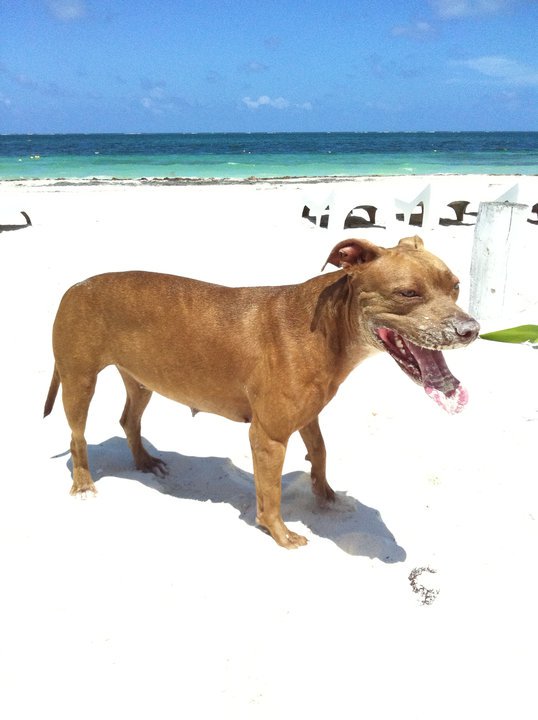 Ed Red Olalde (@reddy21) on Twitter photo Hola se perdió hoy por Gran Plaza , avenida Kohunlich , Sm 50 . inbox y recompensa. Pit bull hembra cafe , con cadena/ collar. Gracias <a href="/PrrosPerdidosMX/">PerrosPerdidosMx</a> <a href="/VivoEnCancun/">Vivo en Cancún 🏖️</a> <a href="/vivocancun/">VivoCancun</a> @perrosperidoscancun Hola se perdió hoy por Gran Plaza , avenida Kohunlich , Sm 50 . inbox y recompensa. Pit bull hembra cafe , con cadena/ collar. Gracias <a href="/PrrosPerdidosMX/">PerrosPerdidosMx</a> <a href="/VivoEnCancun/">Vivo en Cancún 🏖️</a> <a href="/vivocancun/">VivoCancun</a> @perrosperidoscancun