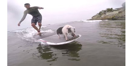 SurfingTopNews's tweet photo. This Little Piggy Hit the Waves: Meet Pickles the Sur... https://t.co/Qshxex1IB9 via @InsideEdition https://t.co/MfXwKleN5J
