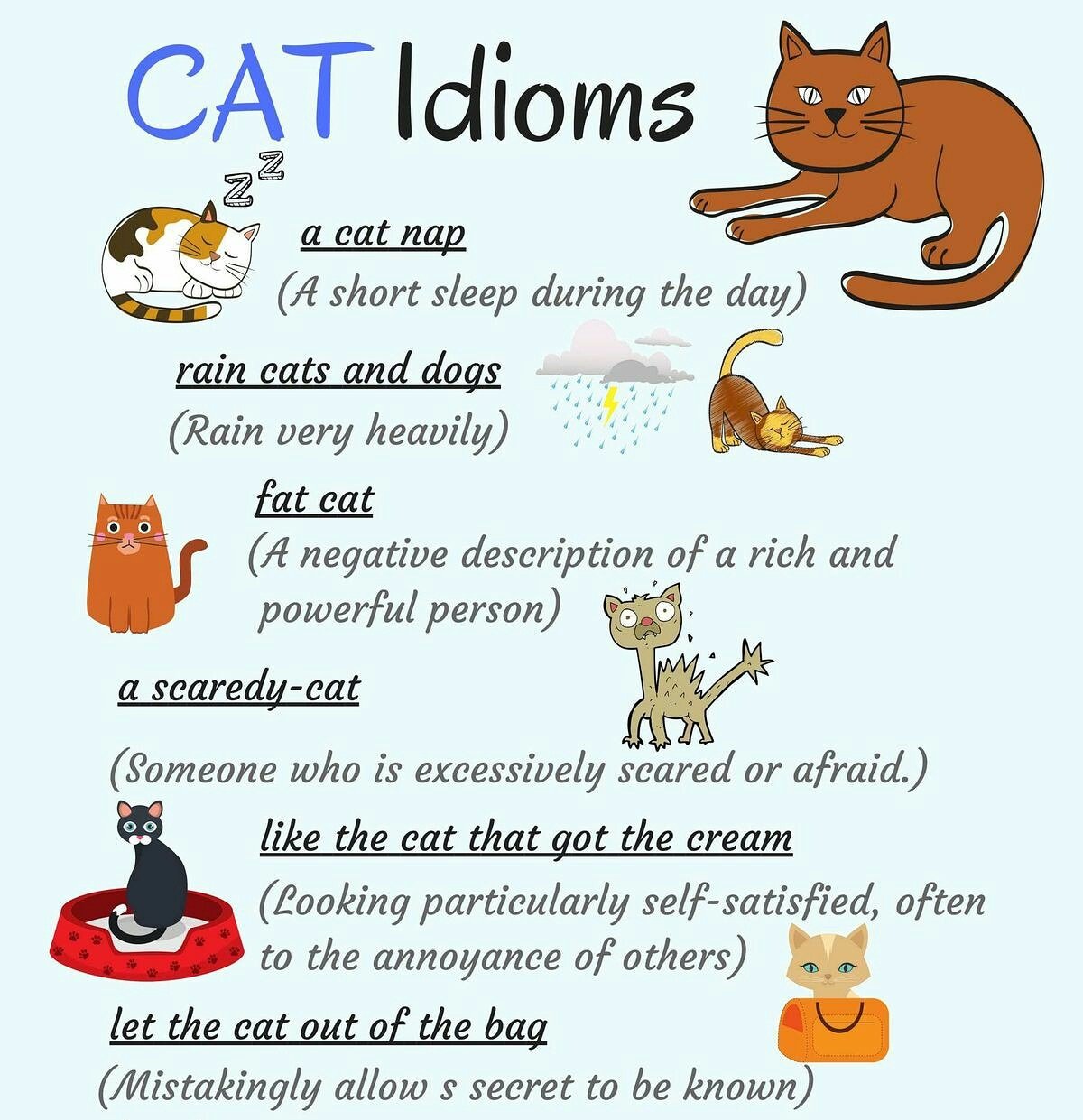 misshelen on X: Animal #idioms #cat #english #ingles #esl