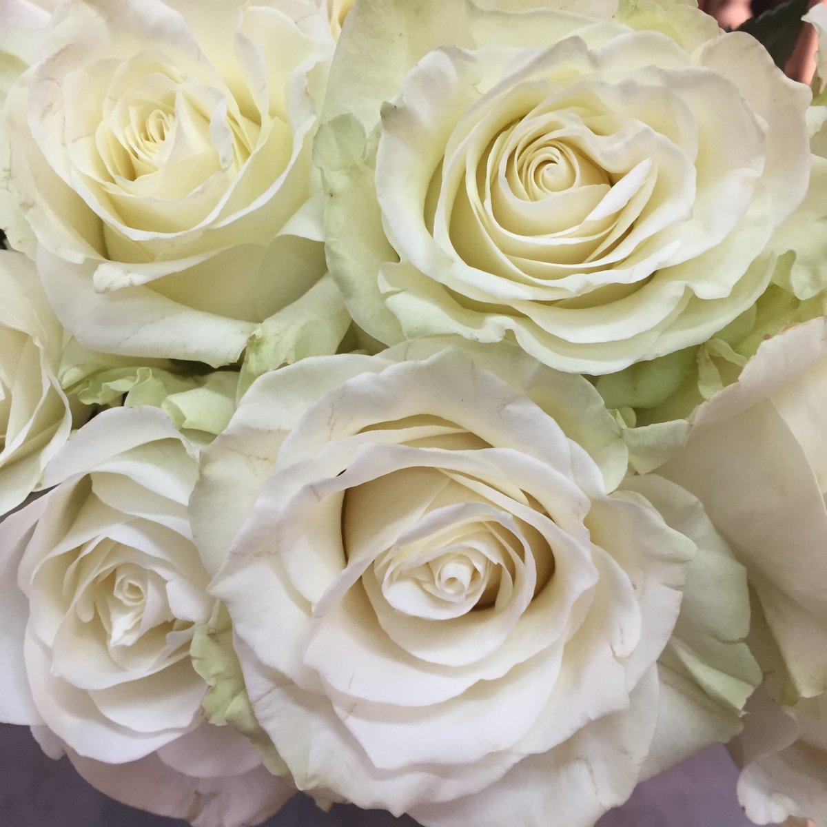 ABFlowersEvents's tweet photo. We’re out delivering #whiteroses for the #Grammys @RecordingAcad tonight #TimesUp #MeToo #safetyandequality https://t.co/Y3FymxGgS1