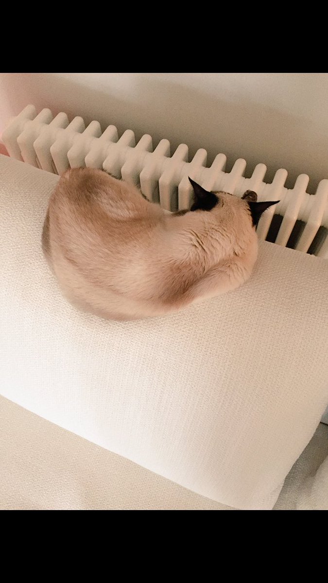 myleftfang's tweet photo. TALK TO THE BACK! #SundaySnoozing #IdiotsGoHome https://t.co/2b9PzB4gwW