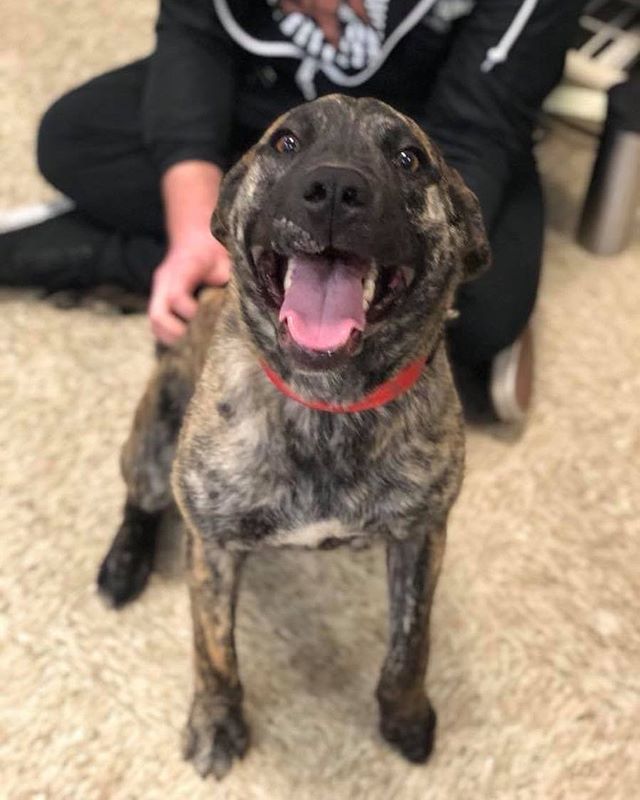 4Paws_4Rescue's tweet photo. I’m seriously the happiest dog alive #Wallace #adoptme #adoptdontshop #happydog #dogsmiles #plothound #brindle #interestingcolor https://t.co/8kvwvXB6vU https://t.co/qtypVOetQx