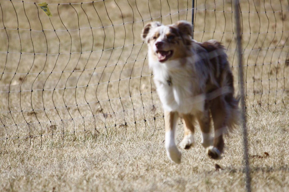 CorgiTrouble's tweet image. Fast CAT!