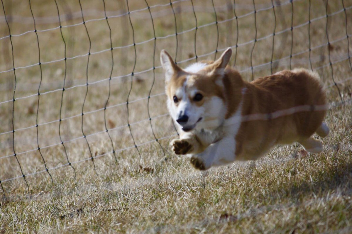 CorgiTrouble's tweet image. Fast CAT!