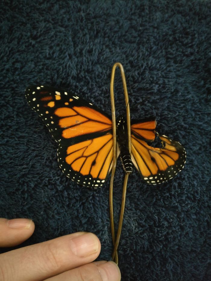 InfoMyT's tweet photo. Romy McCloskey logró reparar el ala rota de una mariposa monarca y consiguió que volara de nuevo. https://t.co/x3piUDKkl8