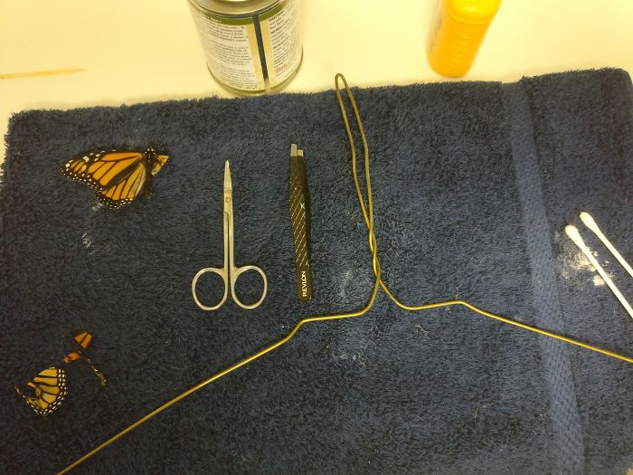 InfoMyT's tweet photo. Romy McCloskey logró reparar el ala rota de una mariposa monarca y consiguió que volara de nuevo. https://t.co/x3piUDKkl8