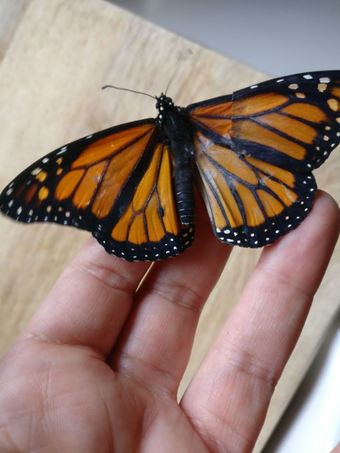 InfoMyT's tweet photo. Romy McCloskey logró reparar el ala rota de una mariposa monarca y consiguió que volara de nuevo. https://t.co/x3piUDKkl8