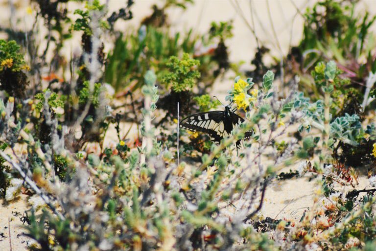 A guide to Ria Formosa Natural Park, a true gem in Portugal’s Algarve region (via <a href="/GottaKeepMovin/">Emma Higgins | GKM</a>): bit.ly/29oAJwk