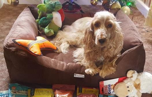 4PetsStore's tweet image. Looking for a new dog bed?  Take a look at our range of British Made Cotton Cord Chilli Dog Beds.  We have 10% of the Cord range until midnight on Wednesday 31st January #Dog Beds #British Made #Made in the UK buff.ly/2Ehbf0T