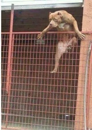 NoSoyKayto's tweet photo. - Mira mamá que perro más feo.

+ Que dices de feo hija de puta, te reviento payasa. https://t.co/gjUTXd6Dzc