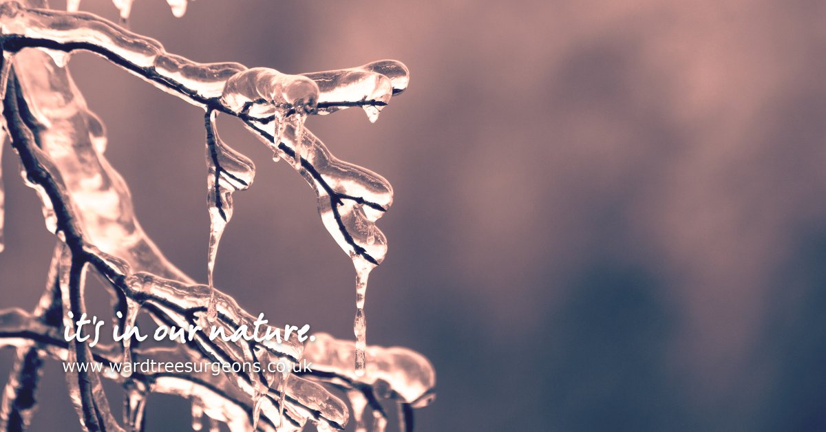 WardTreeSurgeon's tweet image. It’s important to take proper care of your trees during the Winter to make sure they aren’t damaged by harsh conditions.

Contact us today for advice on essential Winter care.

It’s #InOurNature