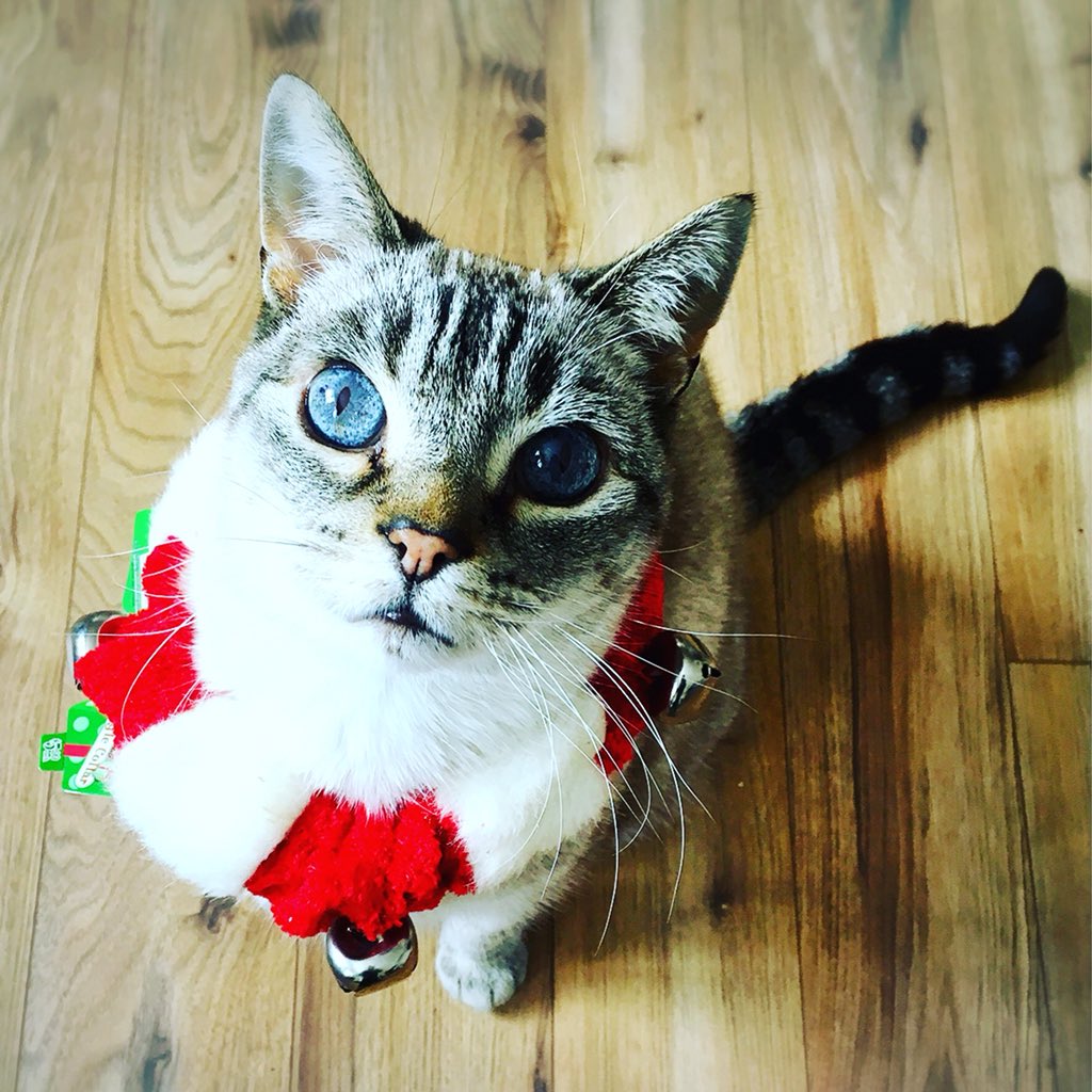 Jessi_Doll_'s tweet photo. @Ptbo_Canada Bosley! #petsofptbo #kitty #cat #catsofinstagram https://t.co/YDxTgvhjdo