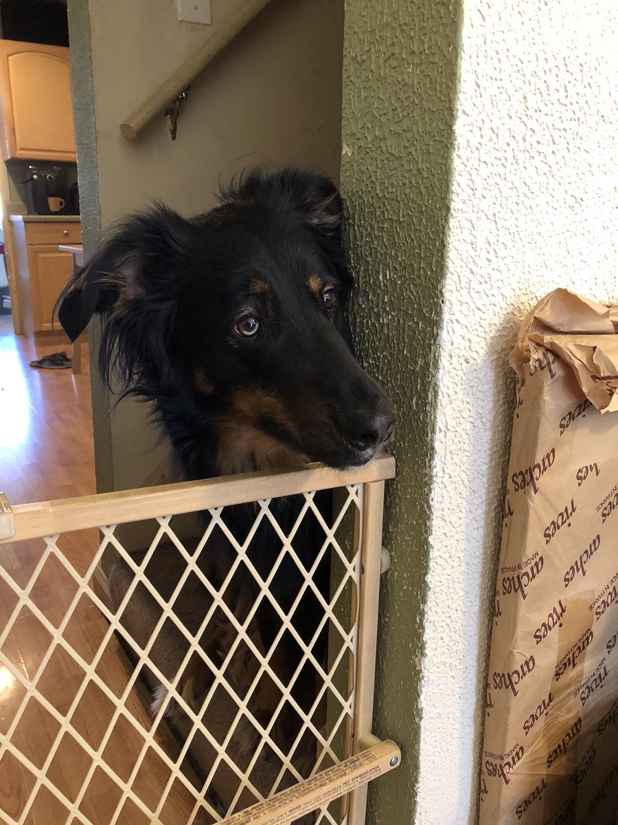 Coda-is-a-Goodboy tweet media