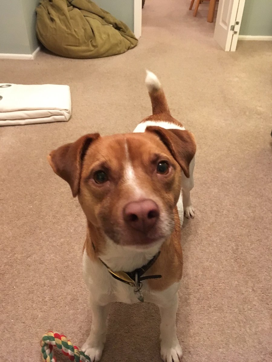 SimonC_S's tweet photo. We’ve had Paddy for a whole year #happyadoptiondaypaddy @DT_Shrewsbury https://t.co/DwTXerHtUf