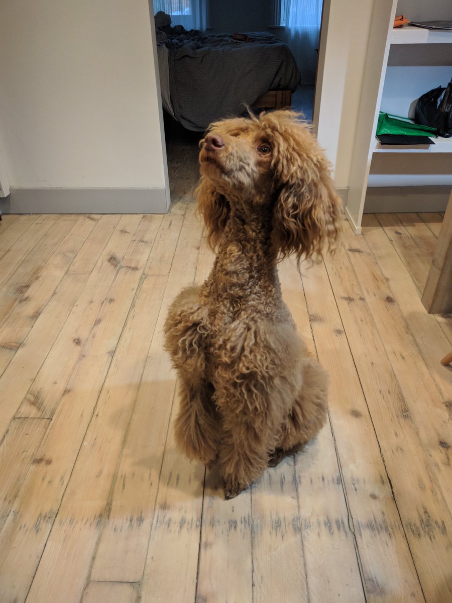 realscientists's tweet photo. Right now I have to take Ginger out and feed her, but I'll be back later to chat about my work and some discussion topics for the week! And you have any furry science sidekicks, share them here! #sciencesidekick https://t.co/Q9N1DQVHOG