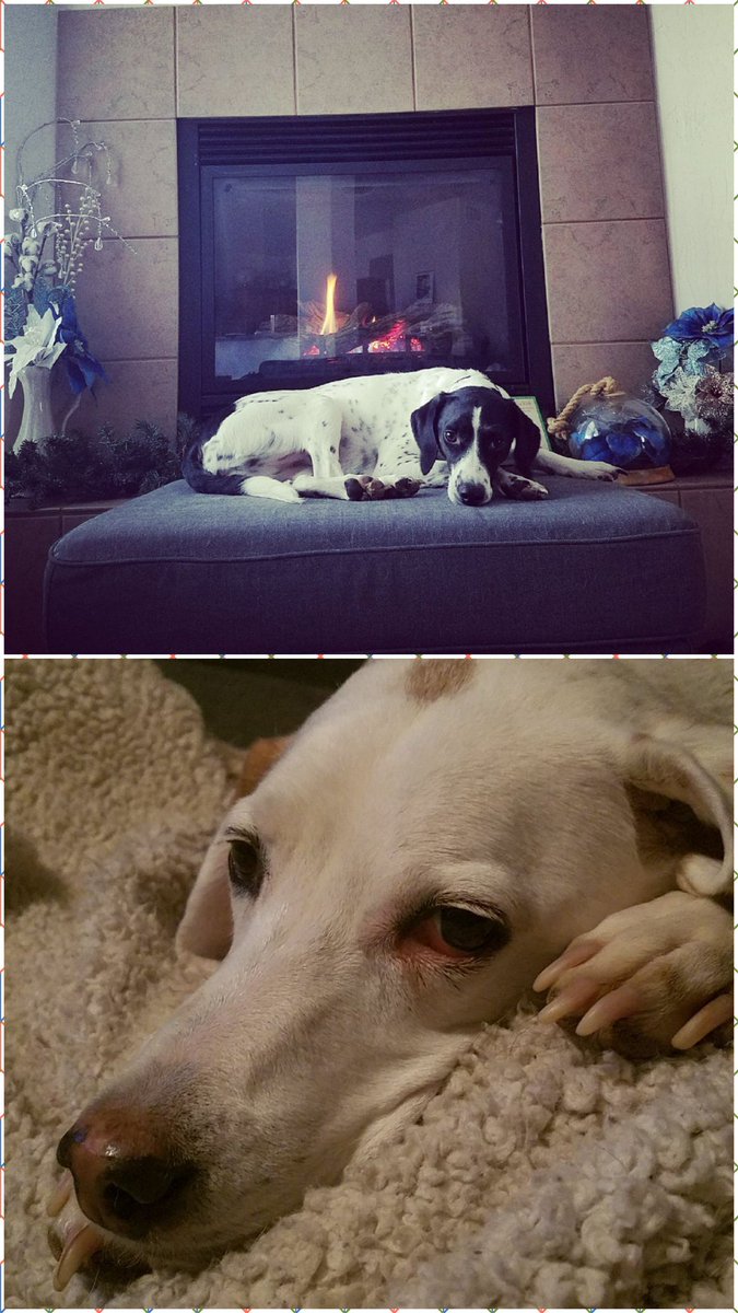 PlanetaryPiggy's tweet photo. @realscientists This is Tesla (top) and Heather (bottom). Can you guess which one was young enough that we could pick the name? ๐ #sciencesidekick #AdoptDontShop https://t.co/9qo1LSa7Wd
