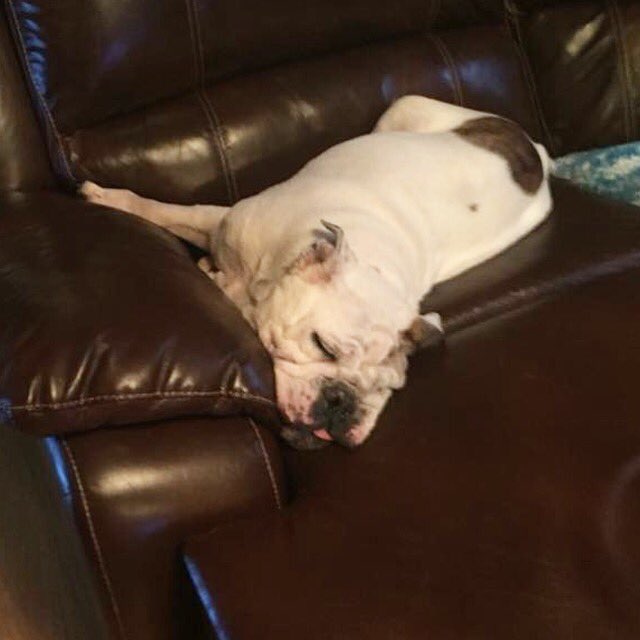 Bullies2therscu's tweet photo. Everyone else is getting sick meanwhile Callie is #sleepingthroughit #ADOPTABLE https://t.co/A4tWRMQZhr