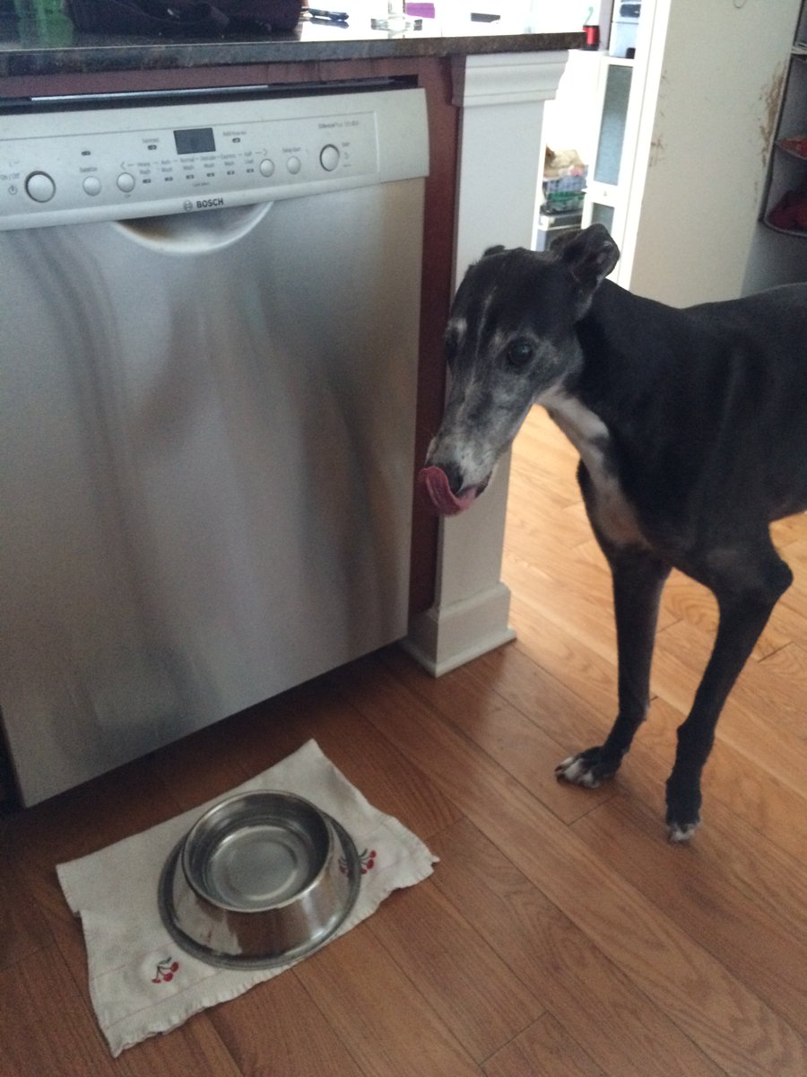 DaisyTheGrey's tweet photo. I just came for a drink of water! I’m not stalking... #kitchenpatrol #ilovefood https://t.co/CuMMV2aJCw