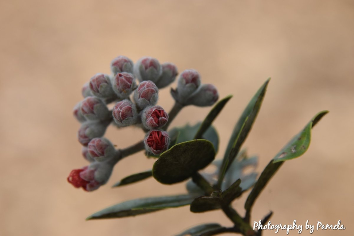 photos96743's tweet image. The Lehua flower starting to bloom.
#lehuaflower #blooming #myhawaii #flowers #flowersblooming #nature #myislandhome #bigislandhawaii #flowerphotography #photographybypamela808