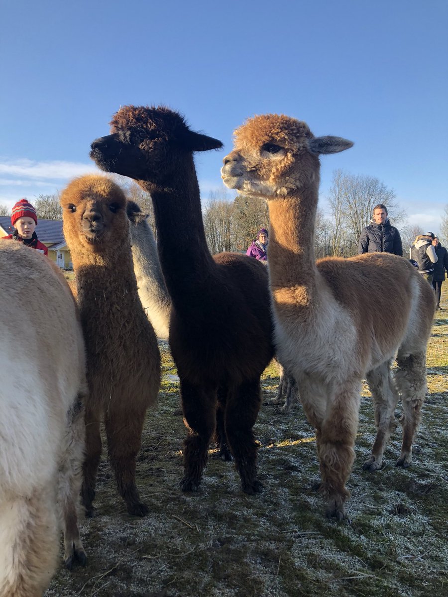 AstridRosengren's tweet photo. För den som missade så var jag på en alpackafarm i lördags. Det ägde. Alpackor äger. Jag ska ha 4 när jag blir stor. https://t.co/XS61a62vM3