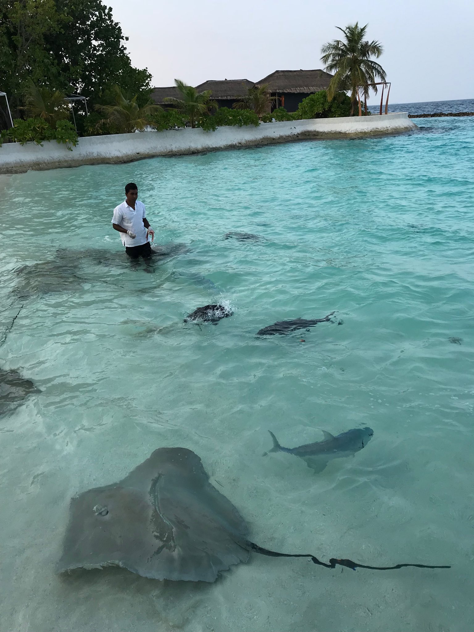 تويتر ｏｎｅ على تويتر モルディブの野生魚への餌付け 毎日同じ時間にこの場所に集まってくるらしい T Co 3psnrtv1km