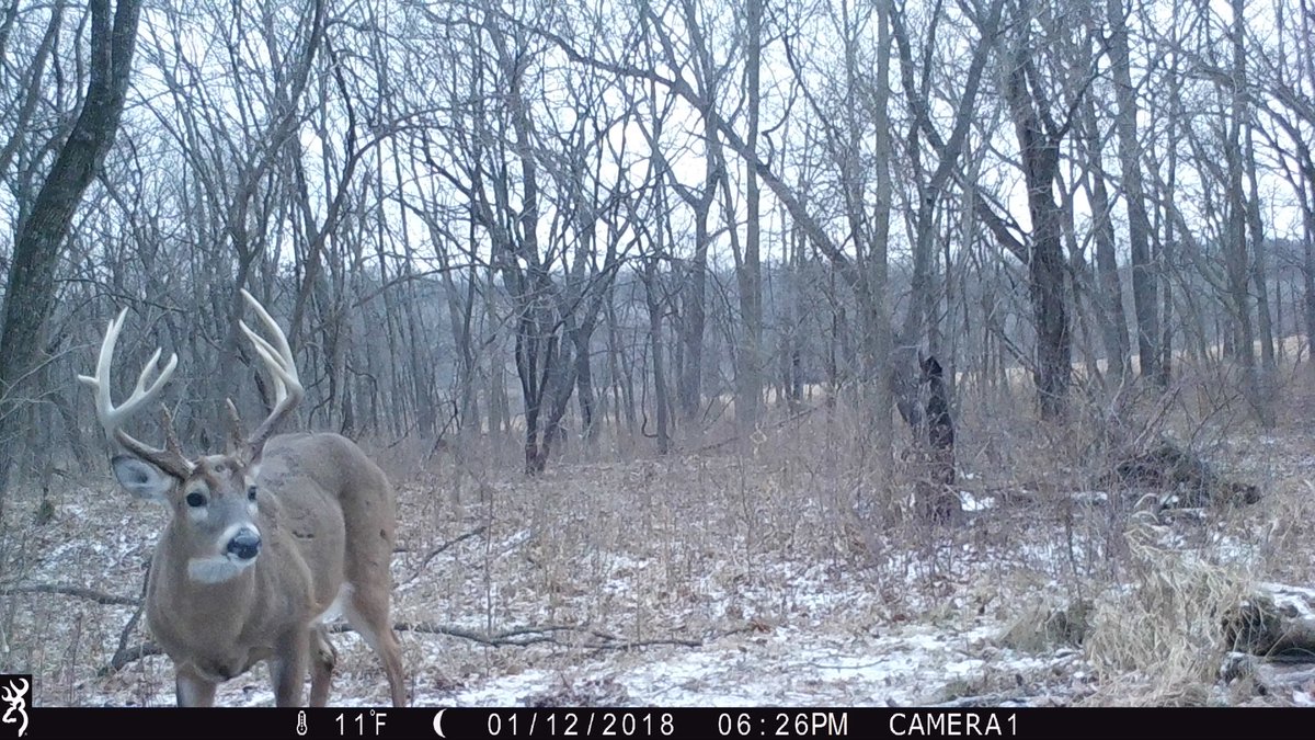 Hunter9David's tweet photo. Crabby has been found 😈 @AntlerKing @BrowningCams @KongCoolers @VortexOptics https://t.co/nzuKwVIYrH