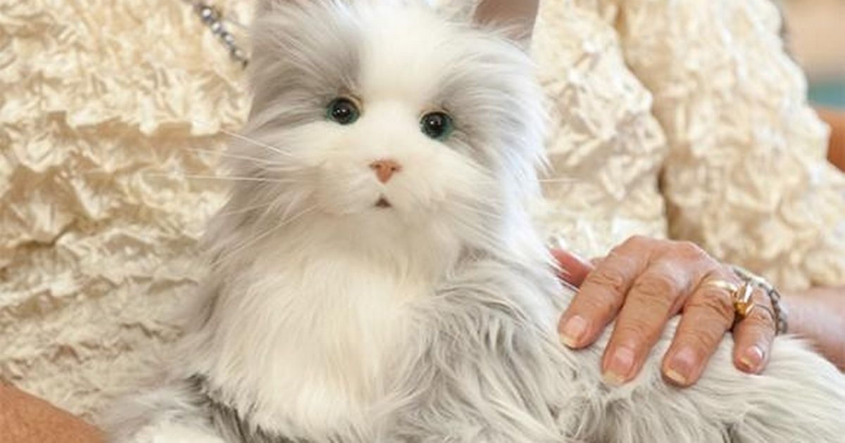 BestLife_Pets's tweet photo. Whoa, robot cats to help the elderly! https://t.co/fpgIBWSin7 #helpfulcat #helpfulkitty #robotcat #robotkitty #happycat #happykitty #lovecats #lovekittens #catsoftwitter #kittensoftwitter #catmom #catdad #catparent #catlady #catlover https://t.co/WtfVSgR0Qj