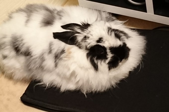 たまたま床に置いてたノートパソコンケースの衝撃吸収材のフカフカ感がいたく気に入ったようでとろけてるんで新しく買い直さないとですね🤗 