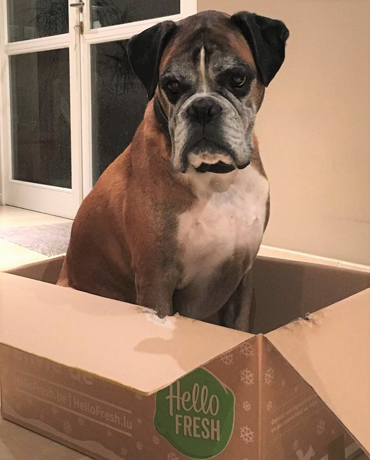 HelloFreshBE's tweet image. De hond in de box vinden 🐶😜