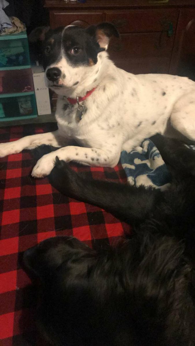 VDub0143's tweet photo. Sundays are for chillin with friends. #SundayFunday #LazyDay #friends https://t.co/5RNvqgVkrM