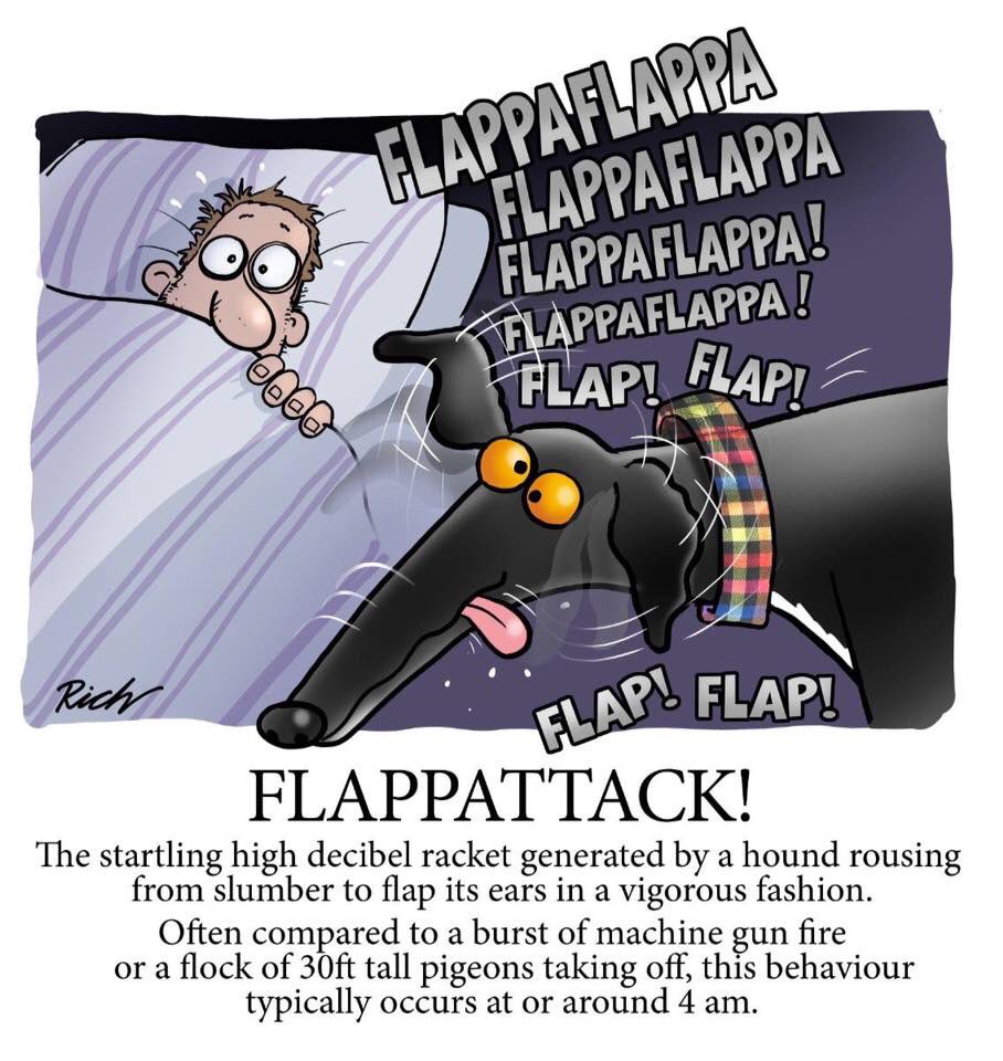 Spindle_Hound's tweet image. My dearest pals, I find the lack of ‘ear flap appreciation’ somewhat discouraging, it takes great skill to achieve this level of lug hole momentum at 4am #spindlehound #keepflapping