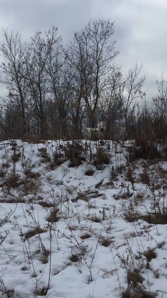 andylipz's tweet photo. @Ptbo_Canada Back from a walk at Fleming trails this morn #petsofPtbo #monty #westy snow camo white dog in winter https://t.co/bAEzQEl81E