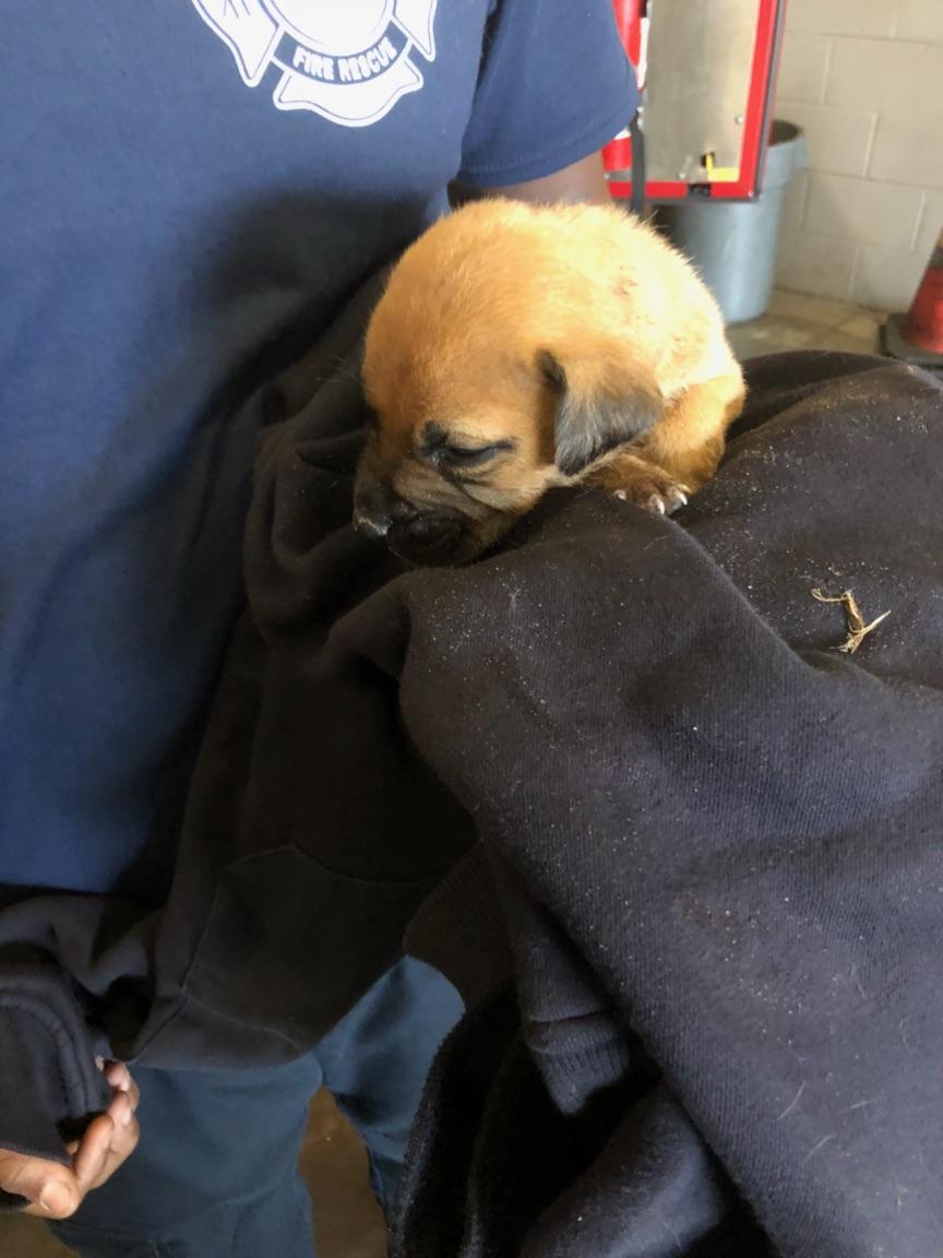 StPeteFR's tweet photo. E3 saved this sweet little baby puppy from a storm drain this morning! If he isn't claimed, FF Johnson plans to keep him #savingallthelives https://t.co/KSKYLVSxH8