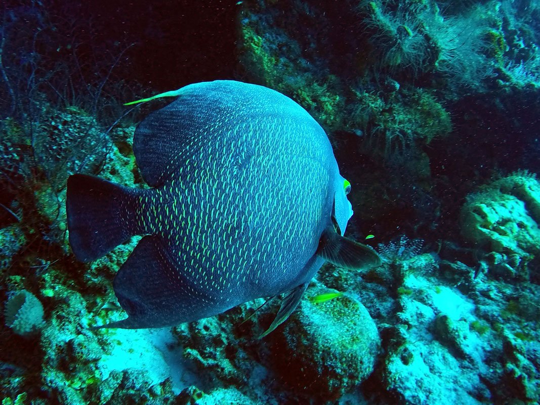 Best Dive Sites: Paso Del Cedral Wall, Cozumel Reef, Mexico
diveglobal.com/divesite/paso-… via <a href="/dive_global/">Dive Global</a> #pasodelcedral #walldive #cozumel #reef #dive #divesite #diving #scuba #underwater #bestdivesite #batfish #underwaterphotography #savetheoceans