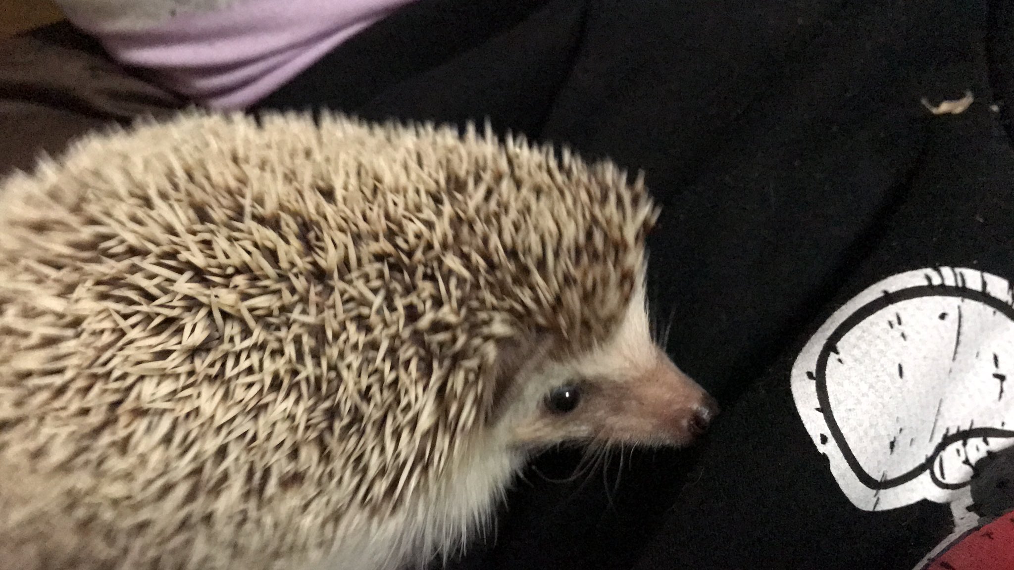 森川彩香 動物アレルギーの人がハリネズミの針に触れるとこうなる 赤いー かゆいー でも 可愛いから許す 犬とか猫よりはマシだな 毛がめっちゃ飛ぶと喘息になるから まだ まし