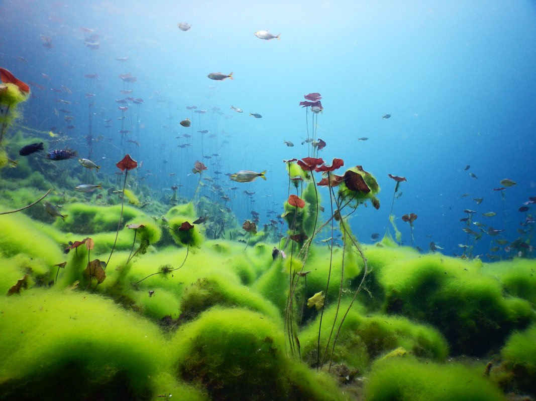 Best Dive Sites: Cenote Carwash, Cavern dive, Yucatan, Mexico
diveglobal.com/divesite/cenot… via <a href="/dive_global/">Dive Global</a> #cenote #carwash #yucatan #cozumel #mexico #dive #diving #scuba #divesite #bestdivesites #cavediving #caverndiving