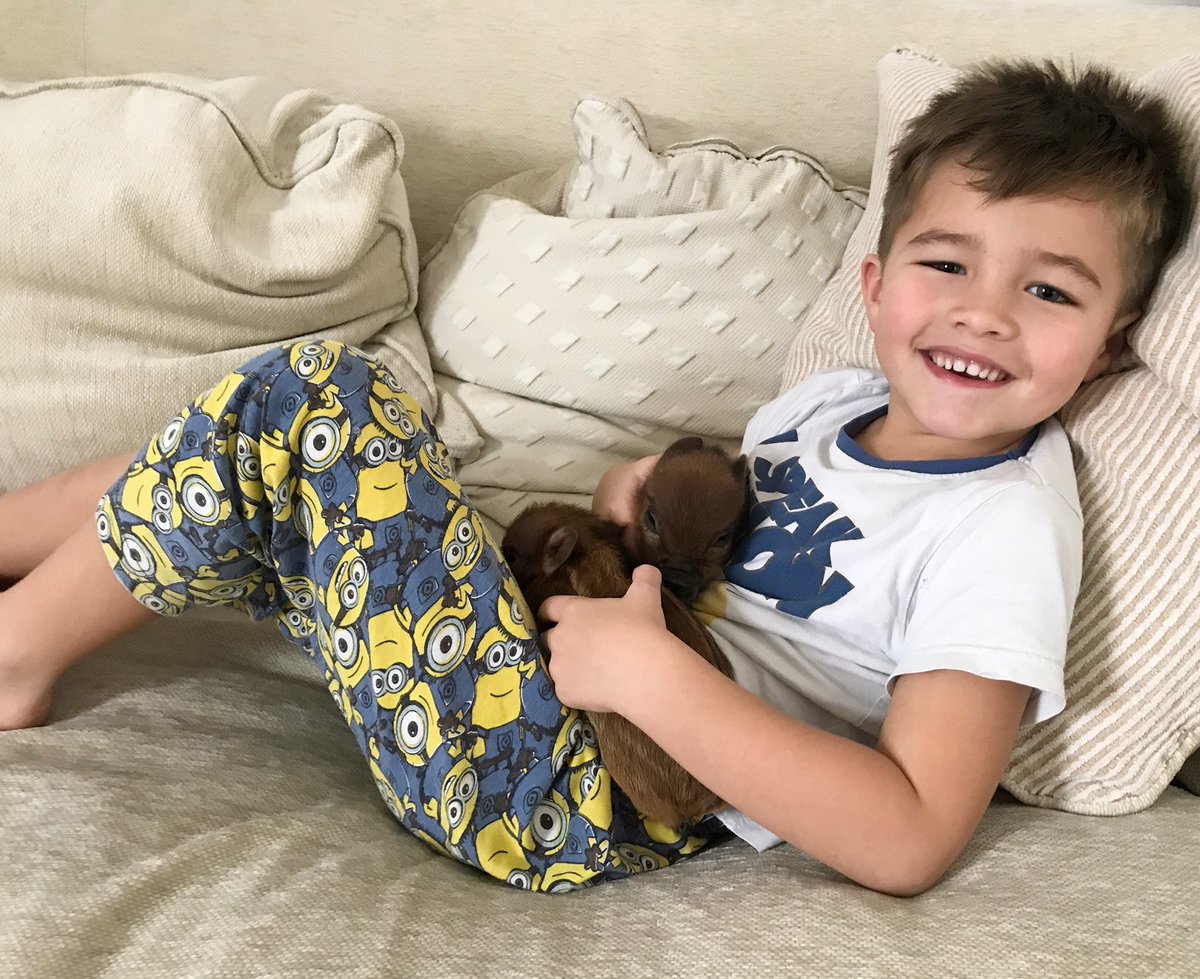 PintSizePigs's tweet photo. Zach (5) works in our quality control department - he’s in charge of holding the piggies and keeping them happy prior to leaving ❤️🤗😍 https://t.co/pilVAHLF97
