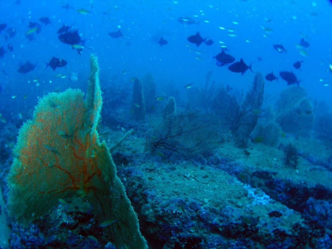 Best Dive Sites: Aravind’s Wall
diveglobal.com/divesite/aravi… via <a href="/dive_global/">Dive Global</a> #aravindswall #pondicherry #india #aravind #walldive #dive #diving #scuba #divesite #bestdivesite #pacificocean #underwater #photography #ocean #sea #conservation #marine #life #wreck #shipwreck