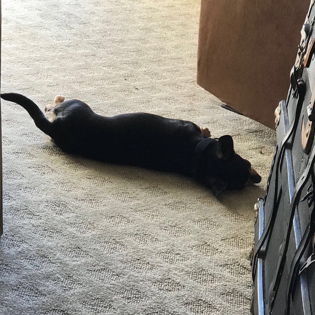 rescuedloretta's tweet photo. It is a cool out kind of day. - #LorettaLynn 

#Chihuahua #rescuedog #athensalabama #tennesseevalley https://t.co/yZJfjhKC7U