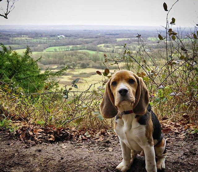 NTIghthamMote's tweet photo. The very adorable Sundance the beagle pup taking in the #views on our green walk... #dogwalking https://t.co/OxVBULylql
