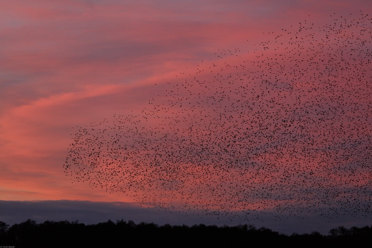 CBPhotography25's tweet photo. Absolutely stunning sunset at @RSPBMinsmere tonight, great starling Murmuration to top off a great day. https://t.co/jTfthvS3Ic