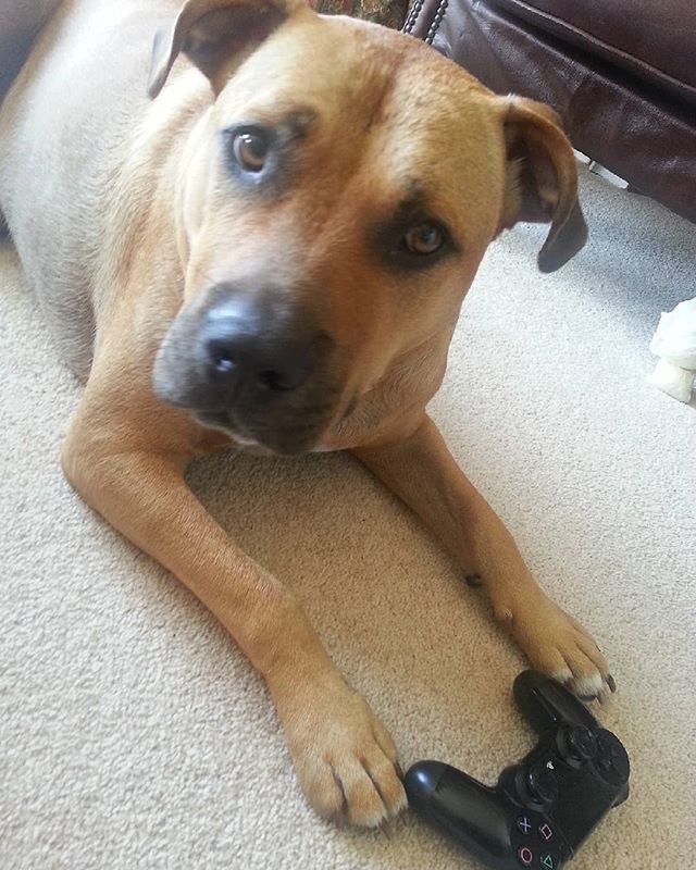 Ditsy_2's tweet photo. Pfft  sick of these fake gamer dogs.  Bet he doesn't even play.

@sony
@playstation 
#dog  #ditsy2  #puppy  #gaming #gamer  #ps4  #sony  #playstation #playstation4 #controler #psn https://t.co/dQ2n5pbnuA