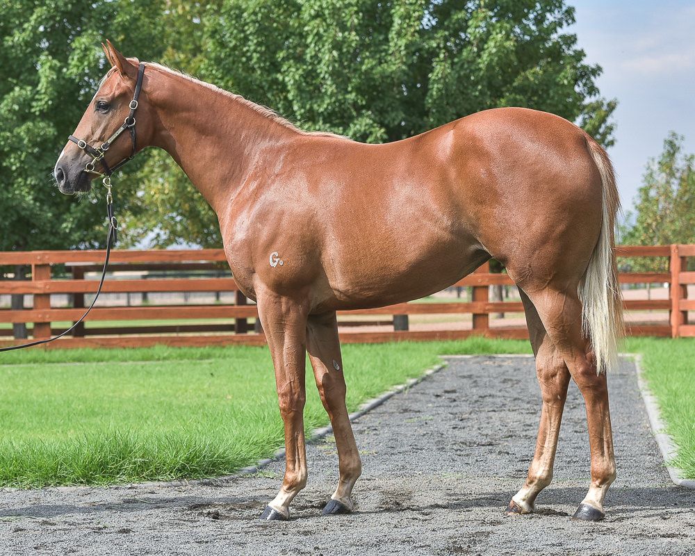Lot 461 at Inglis Classic is the Sizzling filly from Jahre, similar type and colouring to Sizzling’s smart 2YO Sizzling Belle. A BOBS eligible filly, she will be offered by Newgate Farm.

<a href="/NewgateFarm/">Newgate</a> <a href="/inglis_sales/">Inglis</a>