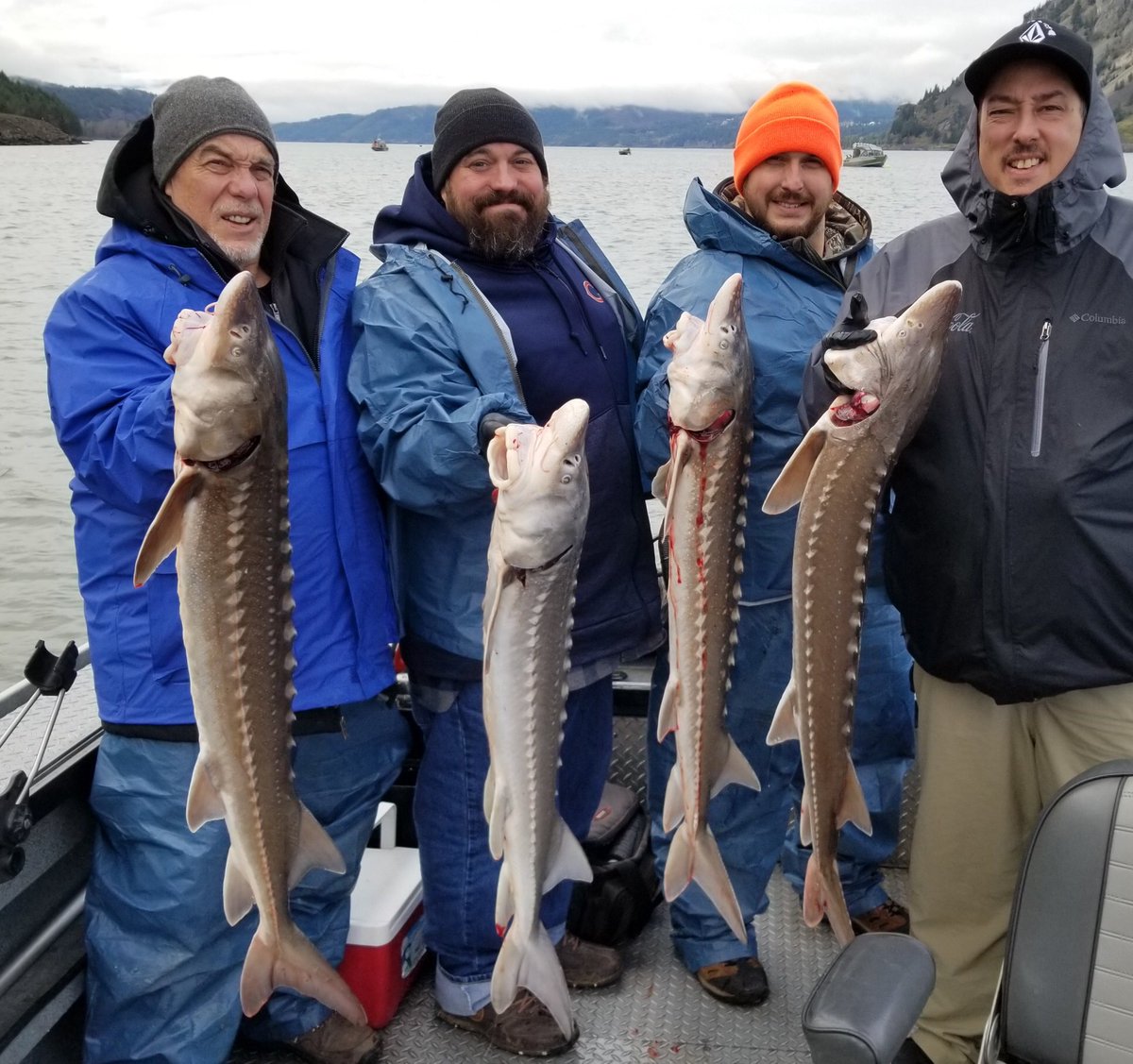SkysGuide's tweet image. Rivers too high and muddy for steelhead so we went out and chased some white sturgeon @SkysGuide @TravelOregon @FishGLoomis @fishshimano