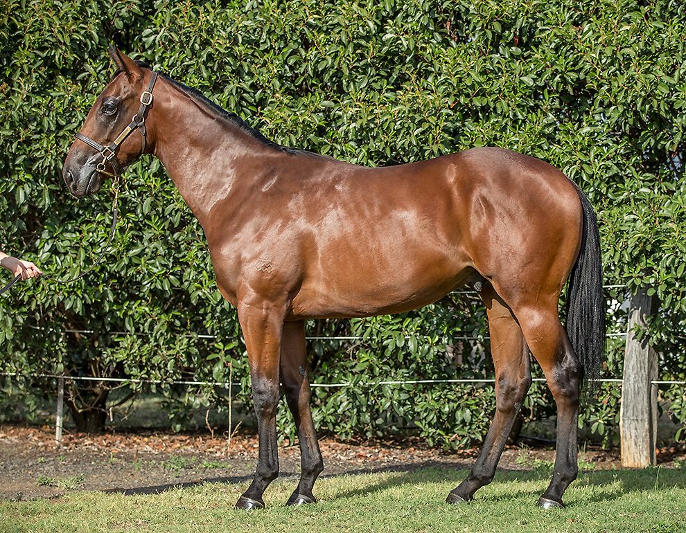 Lot 420 at Inglis Classic is the Smart Missile colt offered by Newgate. A BOBS Eligible yearling, he is from the fast Danzero mare Golden Sunshine, dam of smart 2YO Sunreel.

<a href="/NewgateFarm/">Newgate</a> <a href="/inglis_sales/">Inglis</a> <a href="/ArrowfieldStud/">Arrowfield Stud</a>