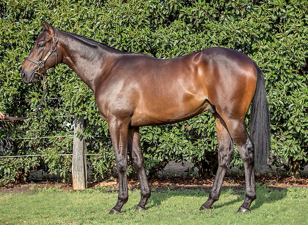 Lot 240 at Inglis Classic is the lovely colt by first season sire Wandjina. A BOBS eligible yearling, he is a half-brother to stakes performers Imvula and African Rainbow.

<a href="/NewgateFarm/">Newgate</a> <a href="/inglis_sales/">Inglis</a>