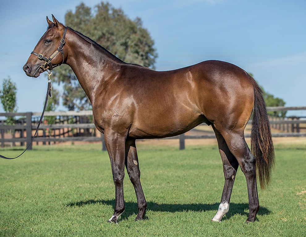 Lot 153 at Inglis Classic from the draft of Segenhoe Stud is the colt by first season sire Dissident. A BOBS eligible yearling, this colt is from the speedy Snitzel mare Sweetner - a half-sister to G1W Secret Agenda.

<a href="/SegenhoeGroup/">Segenhoe Group</a> <a href="/NewgateFarm/">Newgate</a> <a href="/inglis_sales/">Inglis</a>