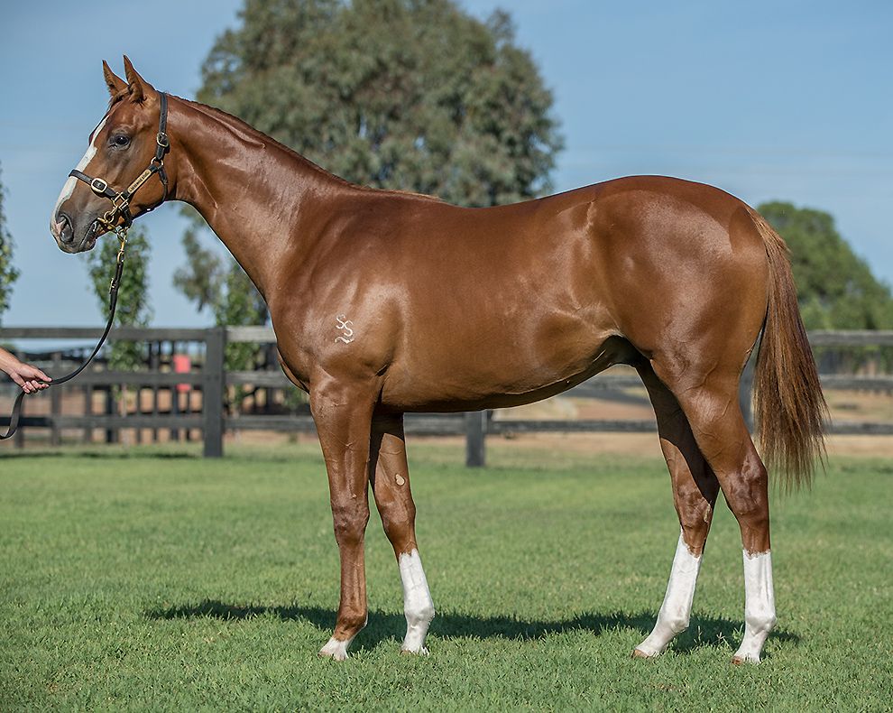 From the first crop of multiple G1W Olympic Glory is the BOBS eligible colt to be offered by Segenhoe Stud as Lot 427 at Inglis Classic. This colt is out of a half-sister to smart sprinter Golden Archer.

<a href="/ArrowfieldStud/">Arrowfield Stud</a> <a href="/inglis_sales/">Inglis</a> <a href="/SegenhoeGroup/">Segenhoe Group</a>