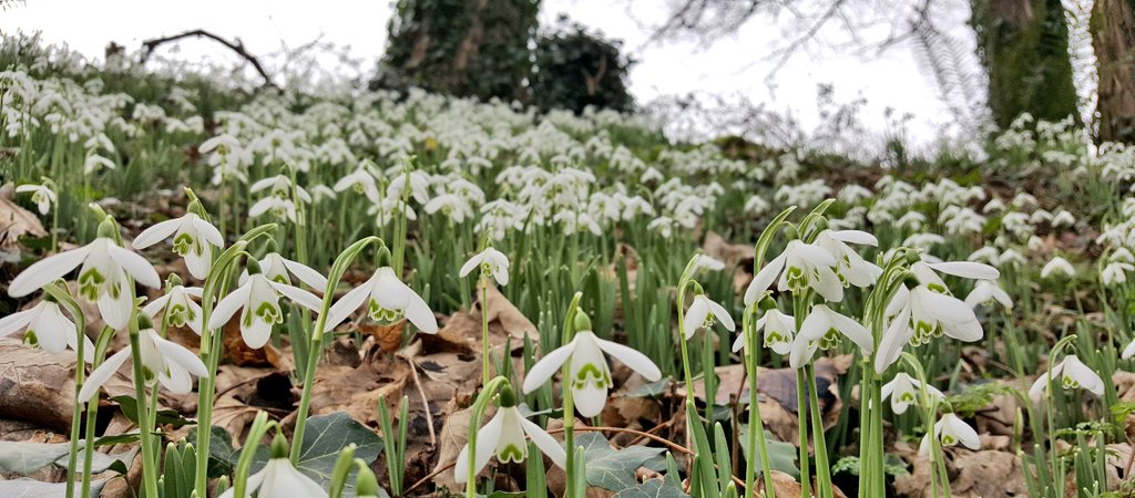 sophiecooper193's tweet photo. Somerset #snowdrops2018 to brighten up a gloomy Sunday!💚 @Quantockhills @SomersetWT #365dayswild @Love_plants https://t.co/HwbtovKnGA