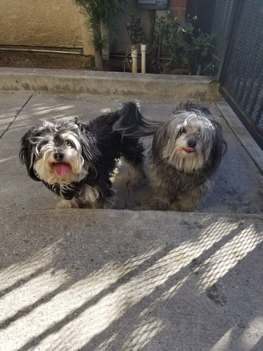 Mayes2Jeff's tweet photo. @Culvercity311  found these two near Washington and Girard. No tags. Animal control en route to pick them up. https://t.co/Gc1EgE7Bri